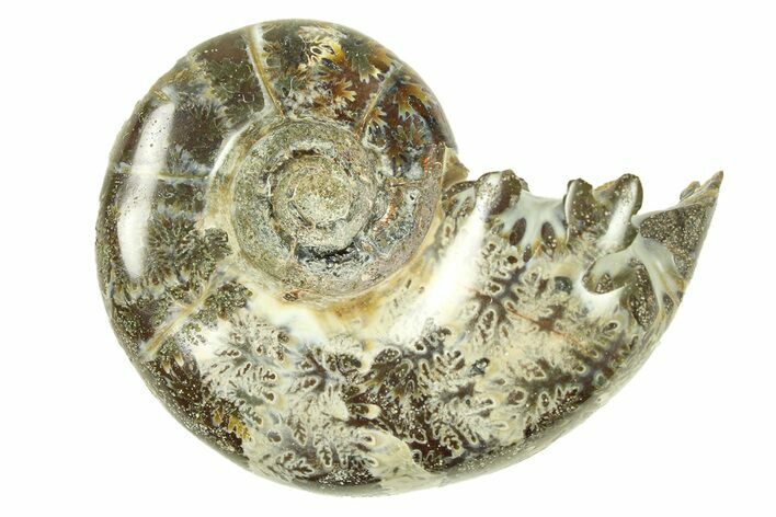 Polished, Sutured Ammonite (Argonauticeras) Fossil - Madagascar #287585